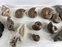 Сахалинский спасатель собрал коллекцию окаменелостей с 60-килограммовым аммонитом, Фото: 7
