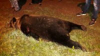Медведя, задравшего нескольких собак в Поронайском районе, отстрелили, Фото: 2