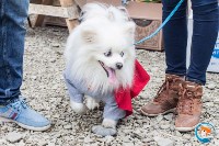 В рамках выставки беспородных собак в Южно-Сахалинске 8 питомцев обрели хозяев, Фото: 97
