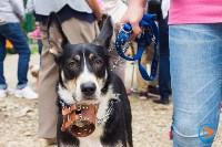В рамках выставки беспородных собак в Южно-Сахалинске 8 питомцев обрели хозяев, Фото: 83