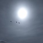 Японские журавли после зимовки вернулись на Кунашир, Фото: 3