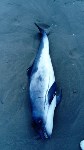 Очередное мертвое животное обнаружили сахалинцы на берегу Охотского моря, Фото: 4