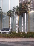 пальмы у ТЦ"Lotte"(март2016), Фото: 26