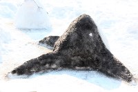 Фигуры морских животных появились в городском парке Южно-Сахалинска, Фото: 7