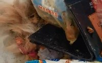 Очевидцы: в Красногорске у больницы нашли шерсть и кровь съеденной собаки, Фото: 1