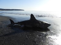 Учёные исследовали выброшенную на берег беременную акулу, Фото: 5