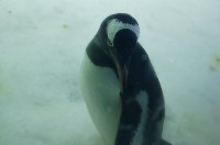 новый вид "стесняющийся пингвин", Фото: 2