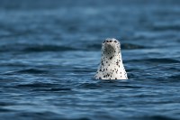 Фото Романа Васильева, Фото: 6
