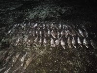 Больше 250 килограммов икры изъяли у сахалинских браконьеров, Фото: 9