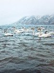 Невельск посетили лебеди, Фото: 2