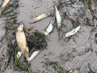 Экологи обвиняют "Эксон" в гибели сельди у берегов Сахалина, Фото: 3