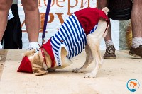В рамках выставки беспородных собак в Южно-Сахалинске 8 питомцев обрели хозяев, Фото: 237