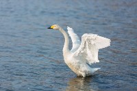 Лебеди в Невельске в 2026 году, Фото: 4