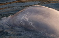 Эксперты: у белух и косаток в "китовой тюрьме" быстро развиваются кожные заболевания, Фото: 4