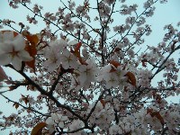 Цветение сакуры, Фото: 5