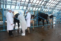 Лучшие сахалинские осеменаторы осеменяют 85 коров из ста, Фото: 8