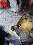 Оружие, боеприпасы и порох нашли у двоих сахалинцев сотрудники ФСБ, Фото: 12