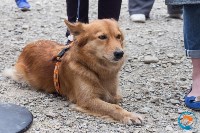 В рамках выставки беспородных собак в Южно-Сахалинске 8 питомцев обрели хозяев, Фото: 6