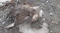 Пять мёртвых уток нашли горожане у торгового центра в Южно-Сахалинске, Фото: 5