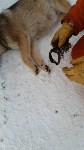 На Сахалине спасли беременную собаку с капканом на лапе, Фото: 5