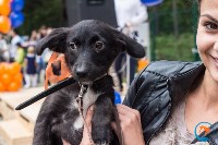 В рамках выставки беспородных собак в Южно-Сахалинске 8 питомцев обрели хозяев, Фото: 248