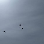 Японские журавли после зимовки вернулись на Кунашир, Фото: 1