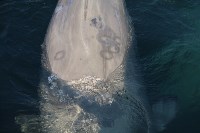 Эксперты: у белух и косаток в "китовой тюрьме" быстро развиваются кожные заболевания, Фото: 11