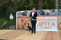 В рамках выставки беспородных собак в Южно-Сахалинске 8 питомцев обрели хозяев, Фото: 4