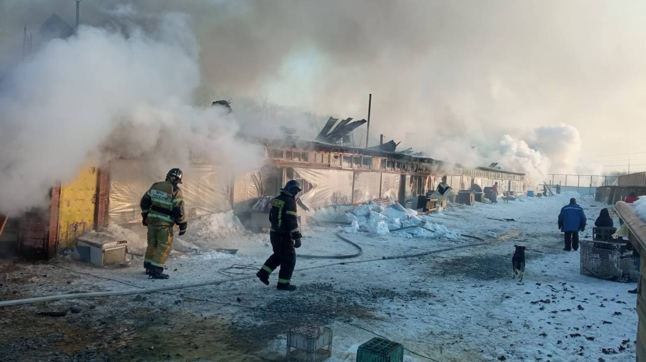 Пострадали кошки, собак успели выгнать из вольеров: подробности пожара в  сахалинском приюте - Новости Сахалинской области. Происшествия –  Фотогалерея, фото 4 - ASTV.ru