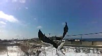 Запутавшегося в сетях белоплечего орлана спасли в Холмском районе, Фото: 3