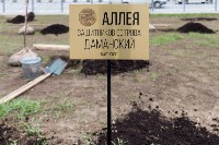 В Южно-Сахалинске появилась новая берёзовая аллея , Фото: 3