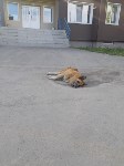 Догхантеры убивают собак на глазах у детей в Южно-Сахалинске, Фото: 5
