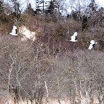 Японские журавли после зимовки вернулись на Кунашир, Фото: 2