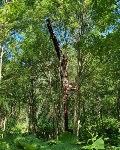 Сахалинец нашёл в глухом лесу огромный строительный кран, Фото: 6