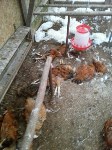 В Корсакове бродячие собаки передушили больше 100 домашних кур, Фото: 3