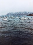 Невельск посетили лебеди, Фото: 1