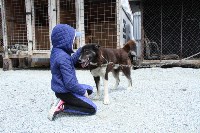 На «дальневосточном гектаре» в Корсакове детей учат дружить с собаками, Фото: 6