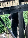 Медведь пришёл к дачникам в Пригородном, Фото: 5