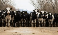 Переход молочного скота в зимние стойла завершился на Сахалине, Фото: 15