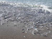 Нерестящаяся мойва выбрасывается на берег в Охотском , Фото: 5