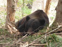Медведя спасли из браконьерской ловушки на юге Сахалина , Фото: 8