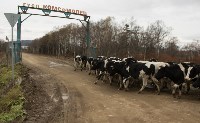 Переход молочного скота в зимние стойла завершился на Сахалине, Фото: 14