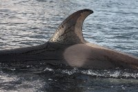 У косаток в «китовой тюрьме» эксперты заметили странные кожные изменения, Фото: 7
