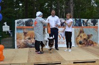 В рамках выставки беспородных собак в Южно-Сахалинске 8 питомцев обрели хозяев, Фото: 127