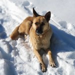Собака Юля показала туристам на Сахалине редкий зимний маршрут, Фото: 5