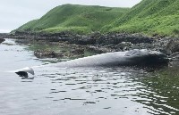 Мёртвого кита обнаружили на Итурупе, Фото: 4