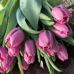 Совхоз "Тепличный" вырастил необычные тюльпаны к 8 марта, Фото: 3