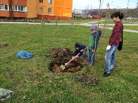 Акция по посадке деревьев прошла в сквере Ждакаева, Фото: 7