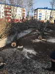 Больше двадцати деревьев спилили в Поронайске, Фото: 3