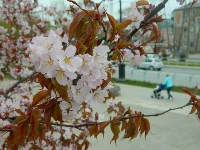 Цветение сакуры, Фото: 3